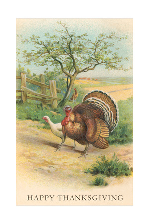 tom-and-hen-turkeys