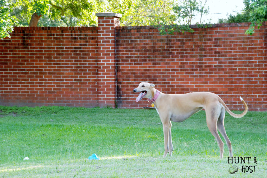 Six truths about adopting a greyhound. www.huntandhost.net