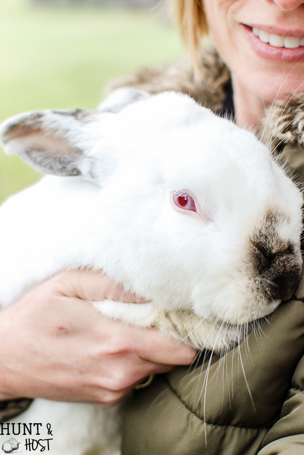 The tale of God's mercy told through Rudy the red eyed rabbit, our Christmas bunny