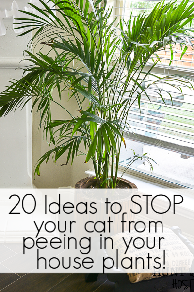 20 ideas to get your cat to stop peeing in your house plants. Potted plants make a fun litter box for cats but frustration for cat lovers. Here is a massive lists of ideas to test out to stop your kitty from going pee in your plants! #badkitty #cattips #littertraining #plantlady #plantlover